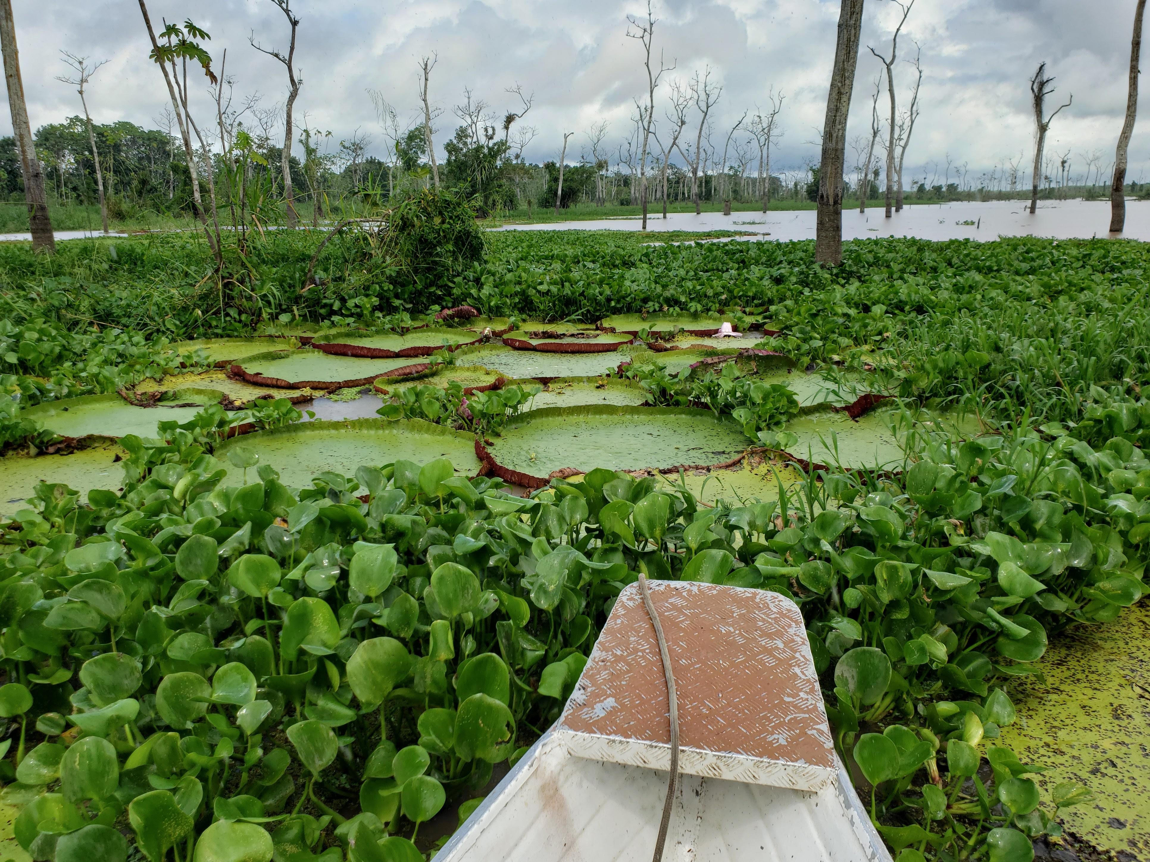 Giant lillypads in the Amazon Rainforest