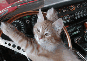Gif of cat behind the wheel of a car