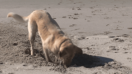 Image of dog digging a large hole on a beach