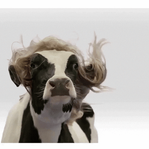 giphy-Oct-18-2023-11-55-58-8265-AM