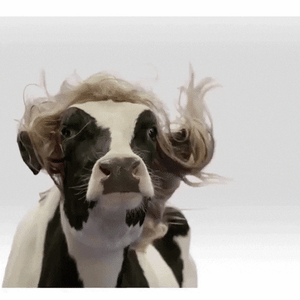 A cow wearing a long wig.